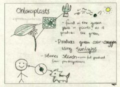 Chloroplast-Student-B86-Model